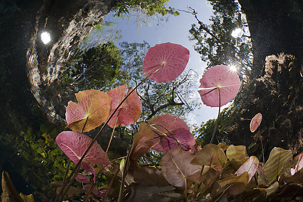 Seerosen in Gran Cenote