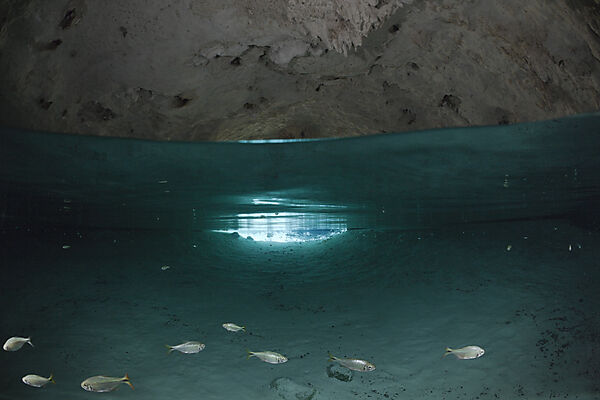 Salmlerfische in Gran Cenote