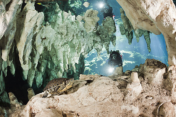 Taucher entdeckt Buchstaben-Schmuckschildkroete in Gran Cenote