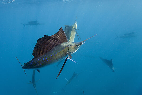 Atlantic Sailfishes