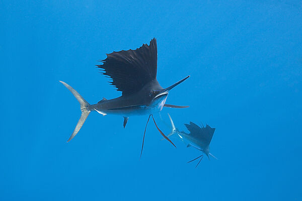 Atlantic Sailfish