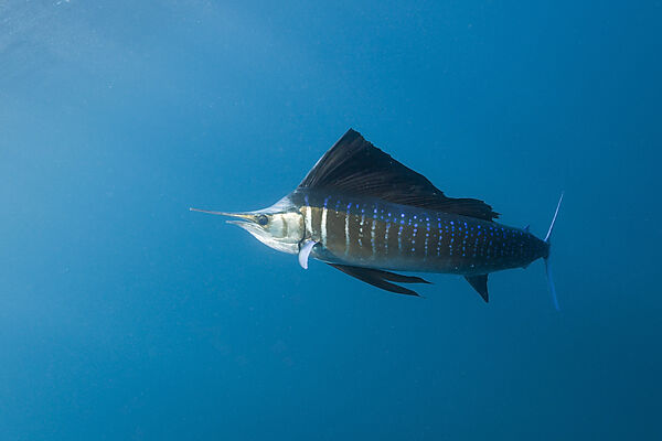 Atlantic Sailfish
