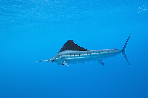 Atlantic Sailfish