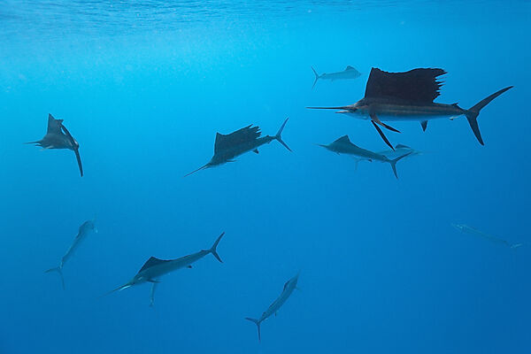 Atlantic Sailfishes