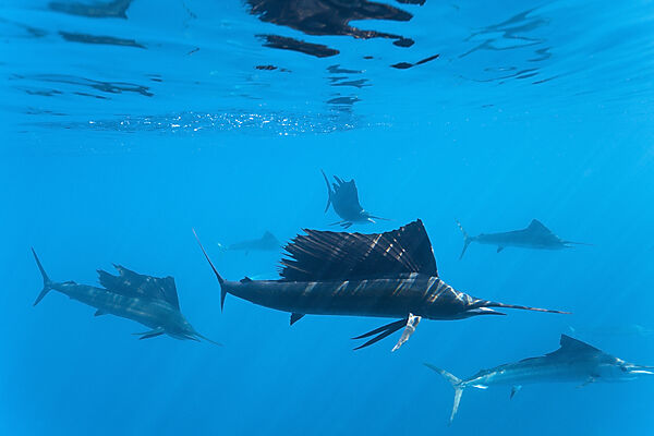 Atlantic Sailfishes