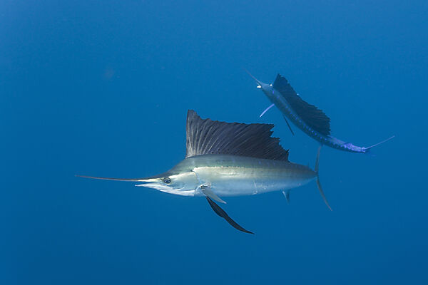 Atlantic Sailfishes