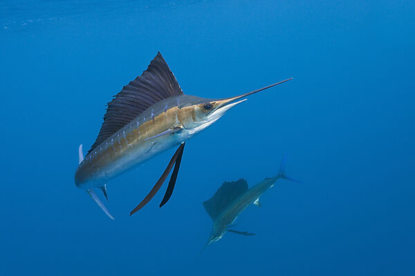 Atlantic Sailfishes