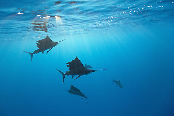 Atlantic Sailfishes