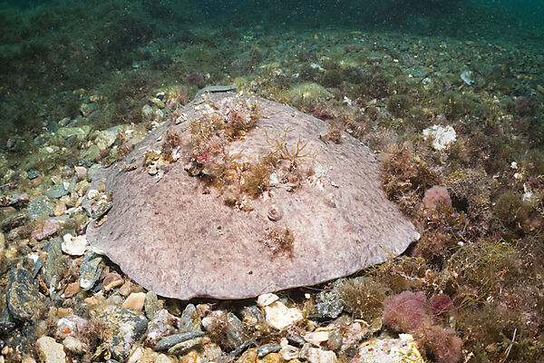 Marbled Torpedo Ray