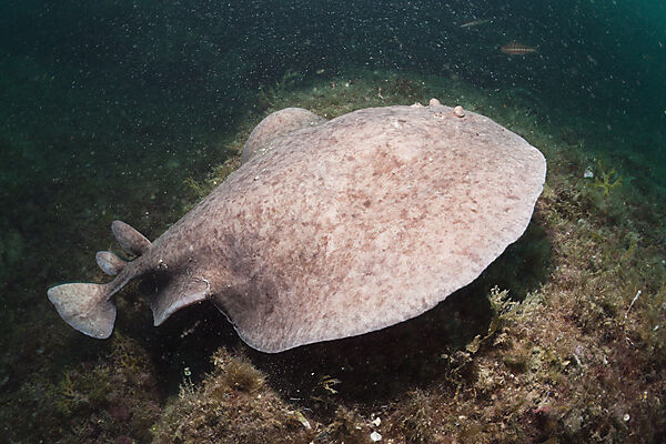 Marbled Torpedo Ray