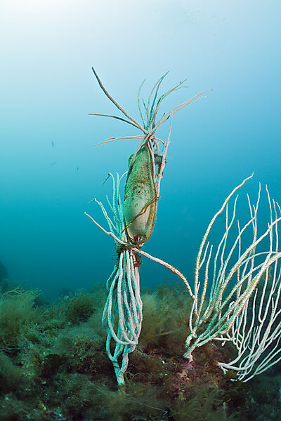 Catshark Egg fixed on Coral