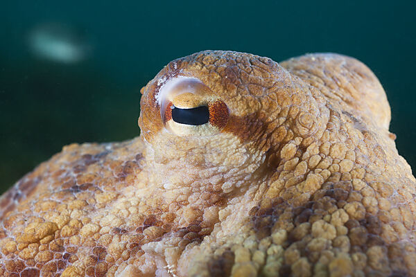 Auge Gemeiner Oktopus