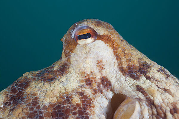 Auge Gemeiner Oktopus