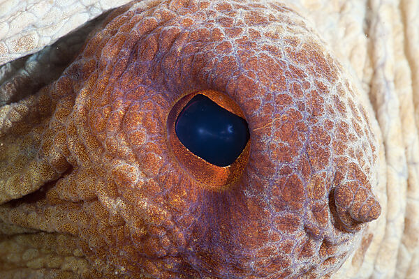 Auge Gemeiner Oktopus