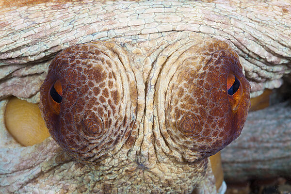 Augen Gemeiner Oktopus