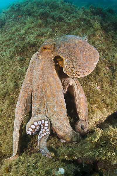 Gemeiner Oktopus am Riff