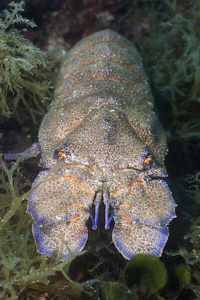 Grosser Baerenkrebs