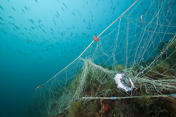 Verlorenes Fischernetz im Riff
