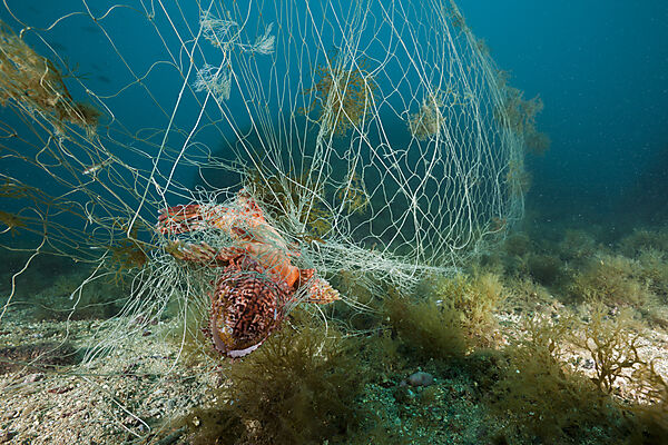 Drachenkopf in verlorenem Fischernetz