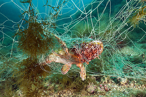 Drachenkopf in verlorenem Fischernetz