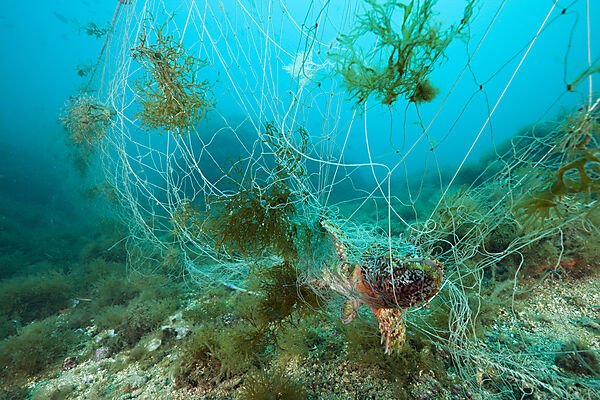 Drachenkopf in verlorenem Fischernetz