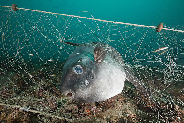 Sunfish trapped in lost Fishing Net