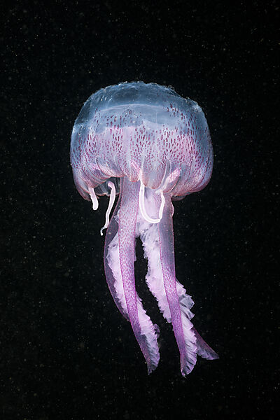 Leuchtqualle