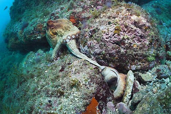 Mating of Common Octopus