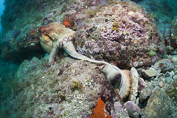 Mating of Common Octopus