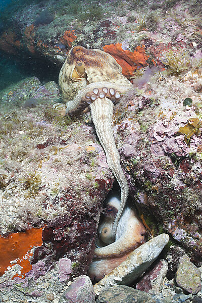Mating of Common Octopus