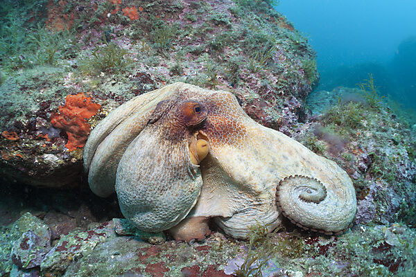 Gemeiner Oktopus am Riff