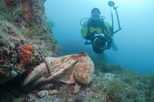 Common Octopus and Underwaterphotographer