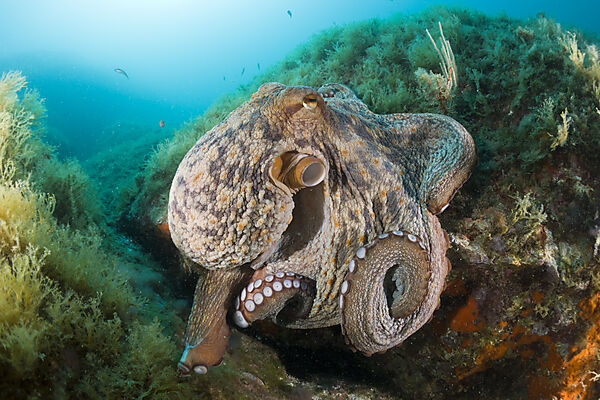 Gemeiner Oktopus am Riff