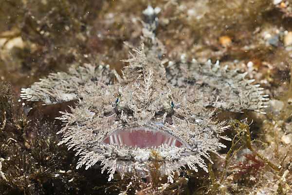 Short-spined Anglerfish
