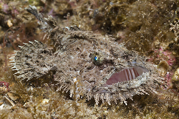 Short-spined Anglerfish