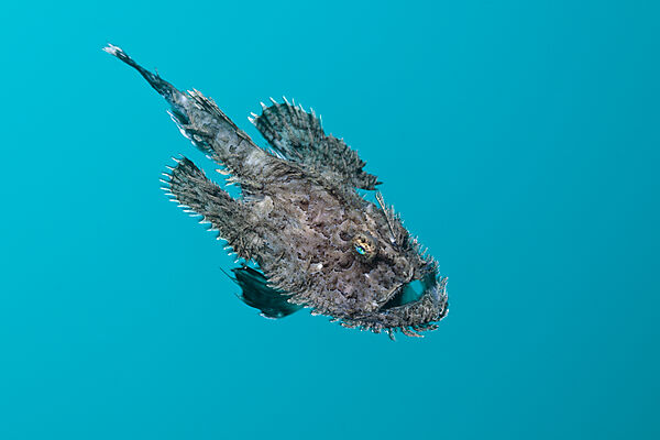 Short-spined Anglerfish