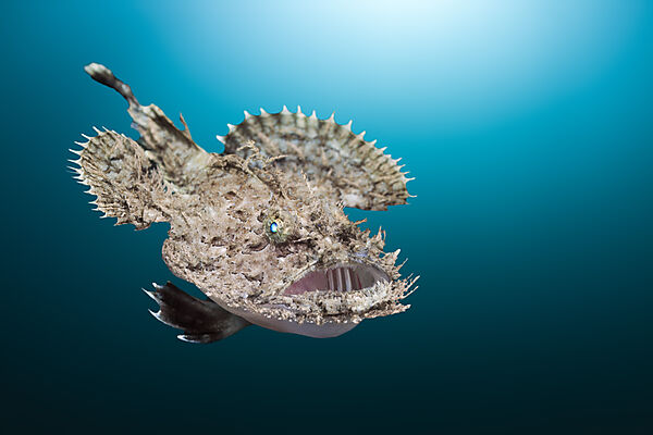 Short-spined Anglerfish