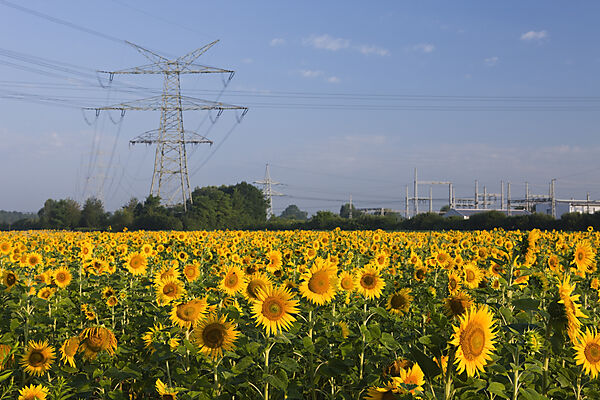 Sonnenblumenfeld mit Hochspannungsmasten