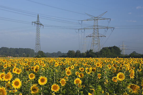 Sonnenblumenfeld mit Hochspannungsmasten