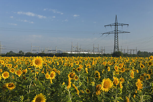 Sonnenblumenfeld mit Hochspannungsmasten