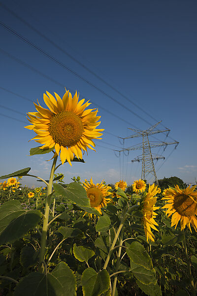 Stromleitungen ueber Sonnenblumenfeld