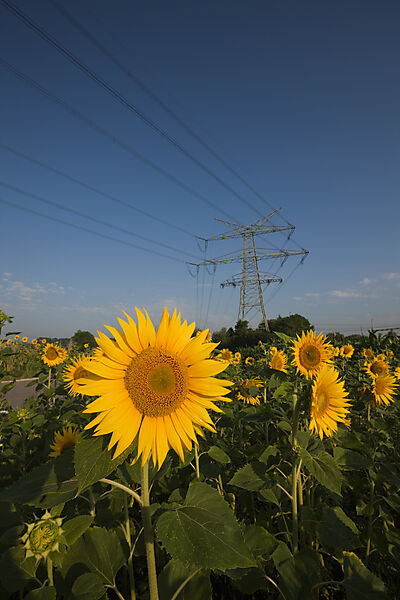 Stromleitungen ueber Sonnenblumenfeld