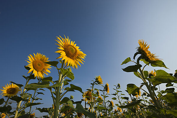 Sonnenblumen