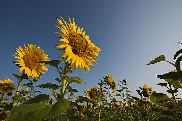 Sonnenblumen