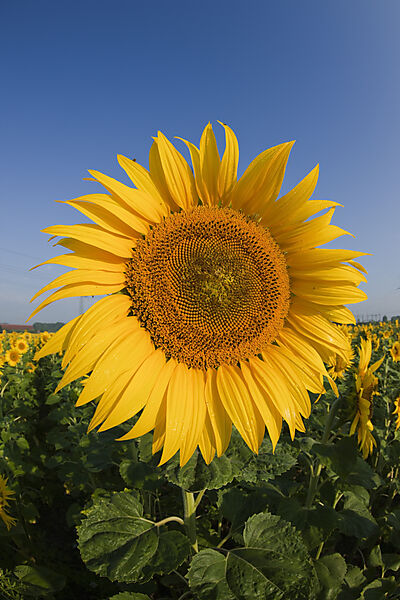 Sonnenblumen