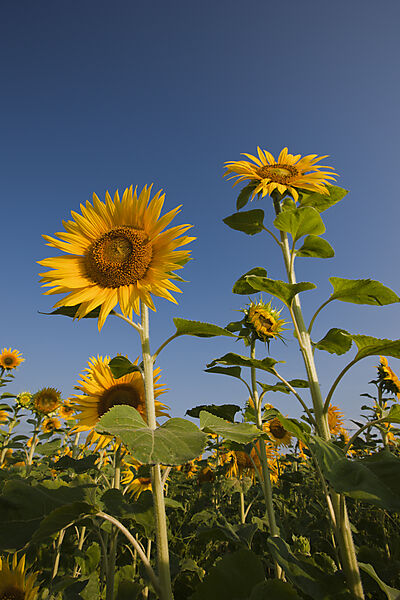 Sonnenblumen