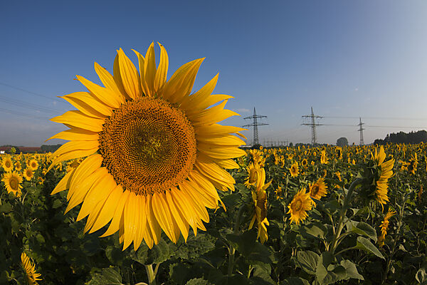 Sonnenblumen