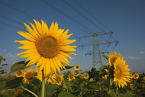Stromleitungen ueber Sonnenblumenfeld