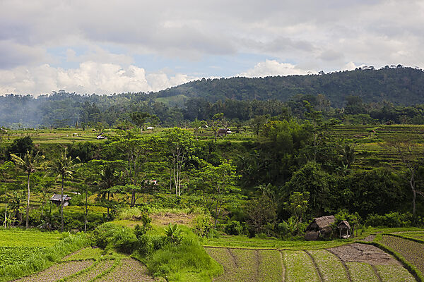 Reisfelder auf Bali