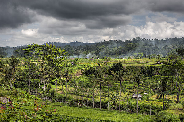 Reisfelder auf Bali